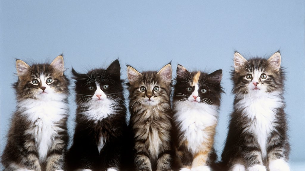 Young Norwegian Forest Cats - desktop wallpaper