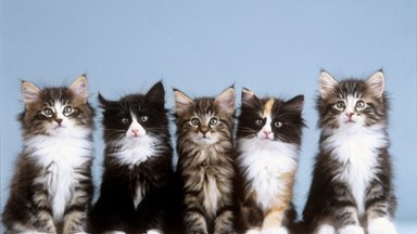 Young Norwegian Forest Cats - desktop wallpaper