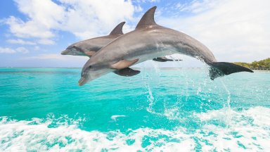 Bottlenose Dolphins, Roatan, Bay Islands, Honduras - desktop wallpaper