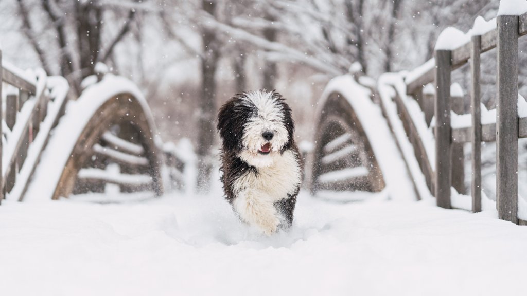 Sheepdog Running in the Snow - desktop wallpaper