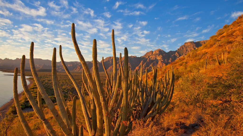 Organ Pipe Cactus, Sierra de la Giganta Range, Mexico - desktop wallpaper