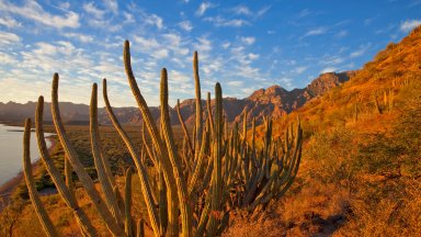 Organ Pipe Cactus, Sierra de la Giganta Range, Mexico - desktop wallpaper