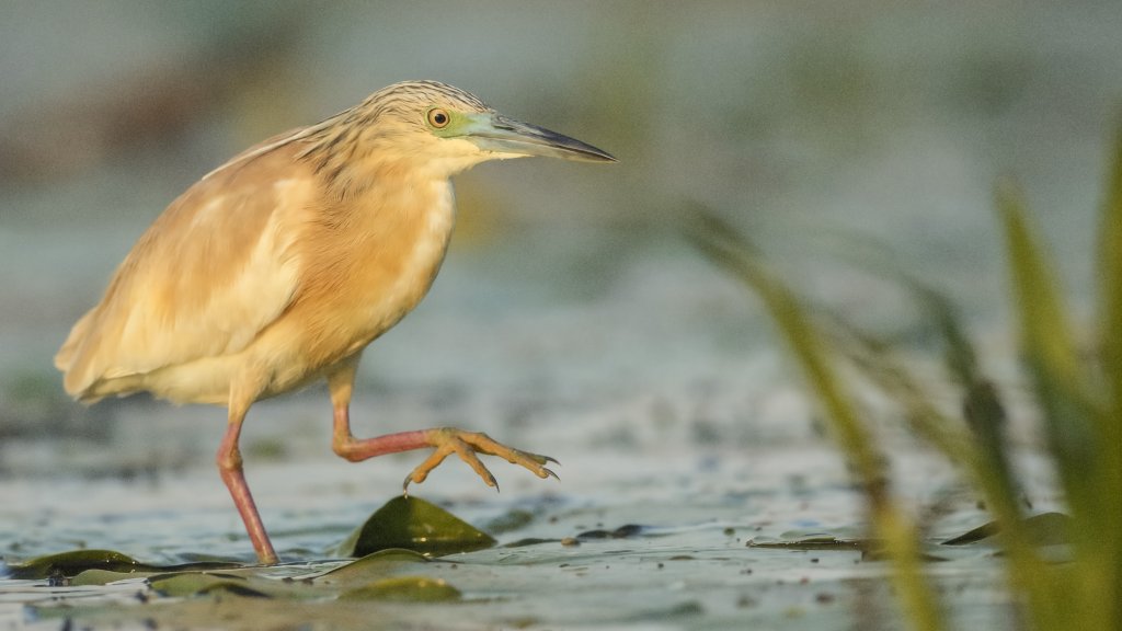 Squacco Heron, Danube Delta, Romania - desktop wallpaper