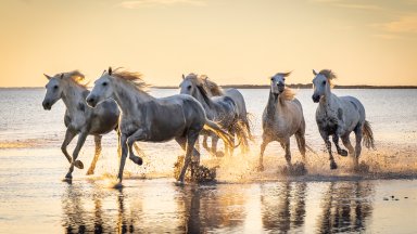 Camargue Horses, Saintes-Maries-de-la-Mer, France - desktop wallpaper