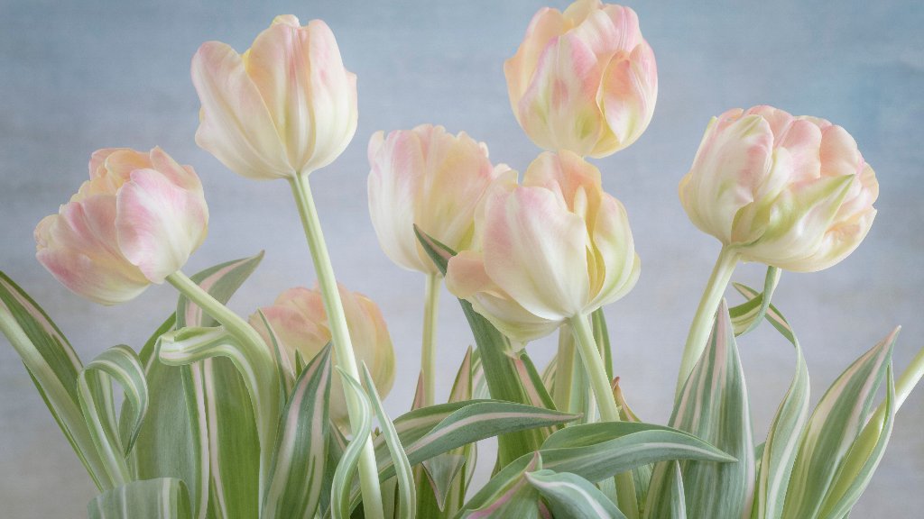 Tulips, Seabeck, WA - desktop wallpaper