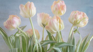 Tulips, Seabeck, WA - desktop wallpaper