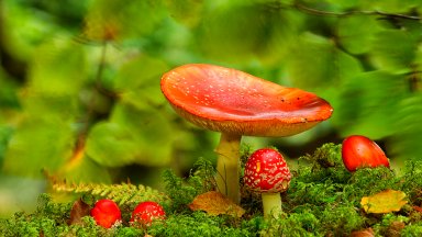 Fly Amanita, Gorbea Natural Park, - desktop wallpaper