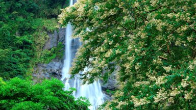 Wulai Falls and Crape Myrtle, New Taipei City, Taiwan - desktop wallpaper