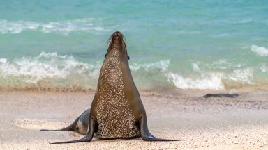 Sea Lion, Espanola Island, Galapagos NP, Ecuador - desktop wallpaper