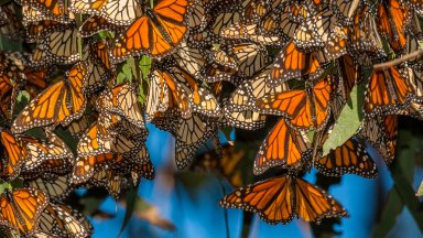 Migrating Monarch Butterflies, Pismo Beach, CA - desktop wallpaper