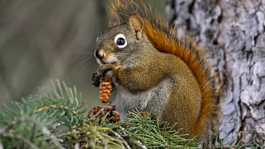 Red Squirrel, Alberta, Canada - desktop wallpaper