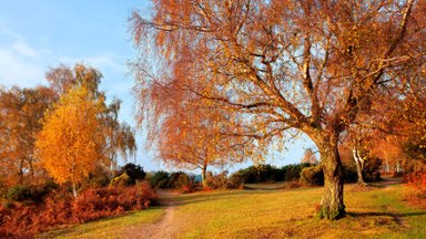 Rockford Common, New Forest National Park, UK - desktop wallpaper