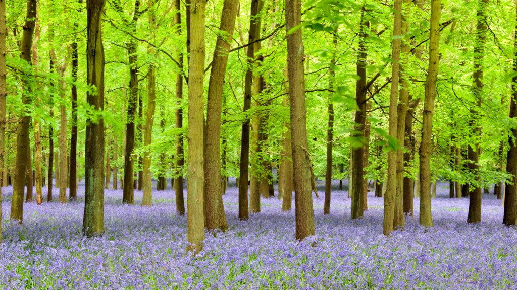 Bluebells, Dockey Wood, UK - desktop wallpaper