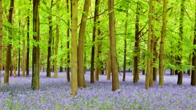 Bluebells, Dockey Wood, UK - desktop wallpaper