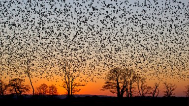 Common Starling, Somerset, UK - desktop wallpaper