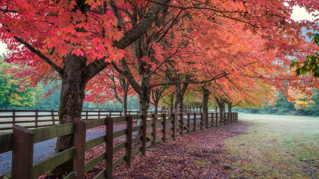 Fall Colors, Washington - desktop wallpaper