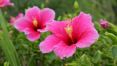Pink Hibiscus, Kauai, Hawaii - desktop wallpaper
