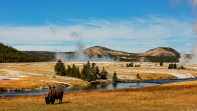 Bison, Yellowstone National Park, WY - desktop wallpaper