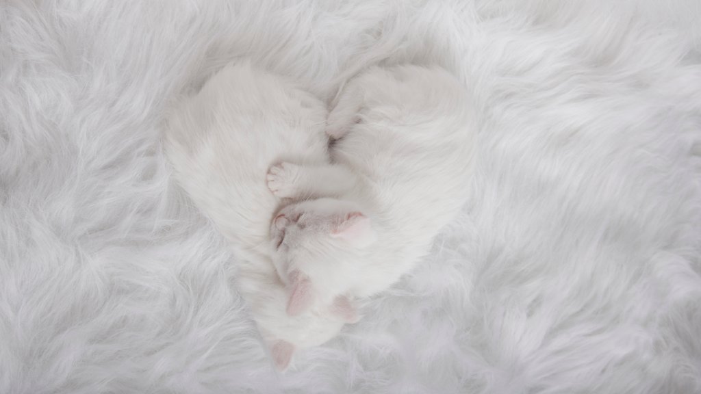 Purrfect Heart - desktop wallpaper