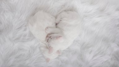 Purrfect Heart - desktop wallpaper