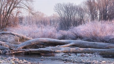 Hoarfrost in Schwechat, Austria - desktop wallpaper