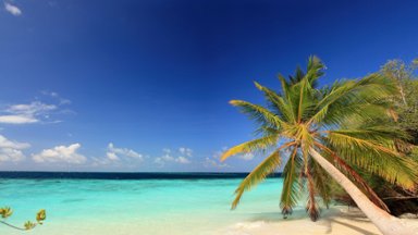 Where the Palm Trees Sway, Maldives - desktop wallpaper