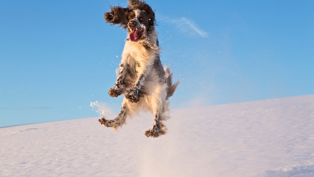 English Springer Spaniel, Germany - desktop wallpaper