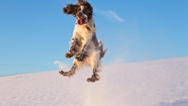 English Springer Spaniel, Germany - desktop wallpaper