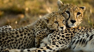 Cheetahs, Masai Mara GR, Kenya - desktop wallpaper