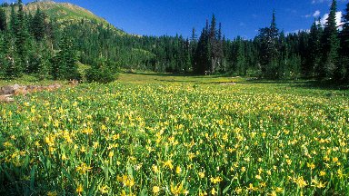 Glacier Lillies, Jewel Bain, Swan Range, MT - desktop wallpaper
