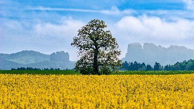 Rapeseed Field, Saxon Switzerland NP, Germany - desktop wallpaper