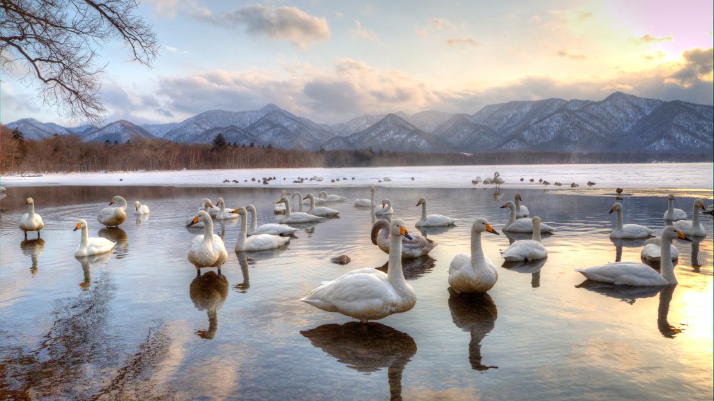 Whooper Swans, Lake Kussharo, Hokkaido, Japan - desktop wallpaper