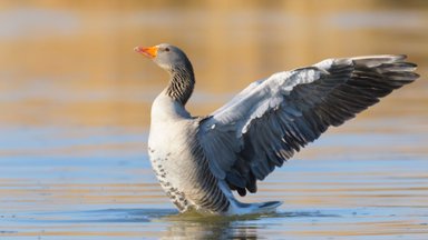Greylag Goose, Hesse, Germany - desktop wallpaper