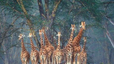 Reticulated Giraffe, Masai Mara Reservation, Kenya - desktop wallpaper