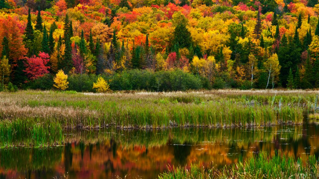Wetland, Dorset, Ontario - desktop wallpaper