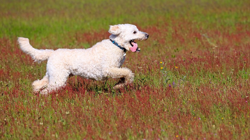 A Playful Labradoodle - desktop wallpaper