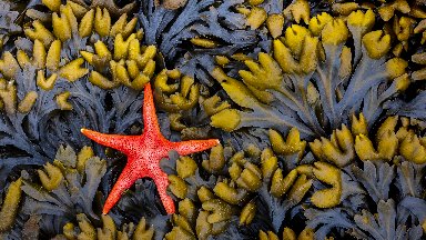 Pacific Blood Star, Salt Creek Recreation Area, WA - desktop wallpaper