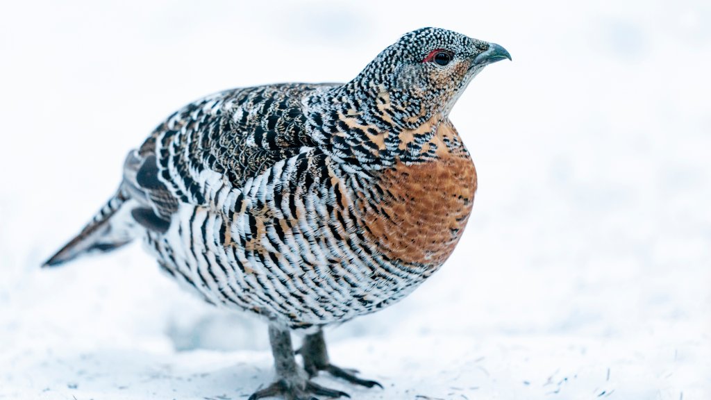 Western Capercaillie, Kuusamo, North Ostrobothnia, Finland - desktop wallpaper
