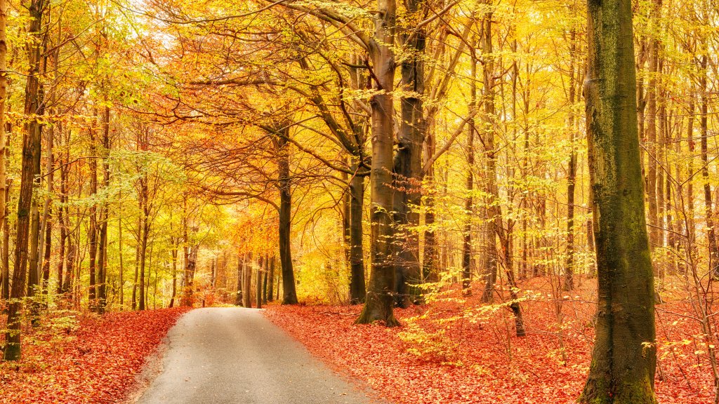 Marselisborg Forest, Denmark - desktop wallpaper