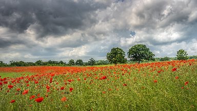 Field of Poppies, Corbridge, Northumberland, UK - desktop wallpaper