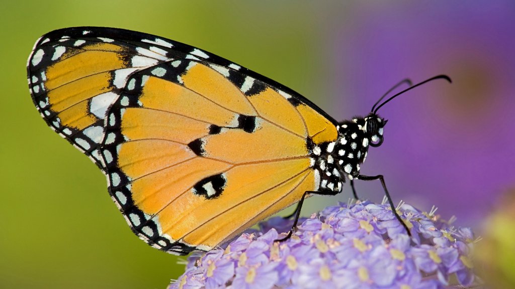 Tiger Butterfly - desktop wallpaper