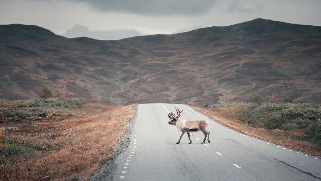 Reindeer, Wilderness Road, Jämtland, Sweden - desktop wallpaper