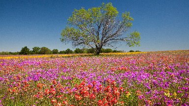 Mesquite Tree and Field of Wildflowers, Texas - desktop wallpaper