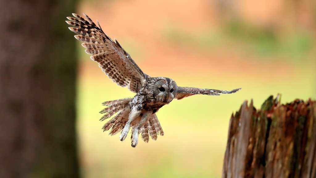 Tawny Owl, Bohemian Forest, Czech Republic - desktop wallpaper