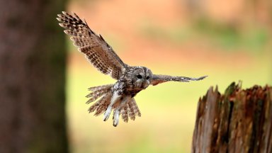 Tawny Owl, Bohemian Forest, Czech Republic - desktop wallpaper