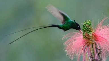 Red-billed Streamertai, Jamaica - desktop wallpaper