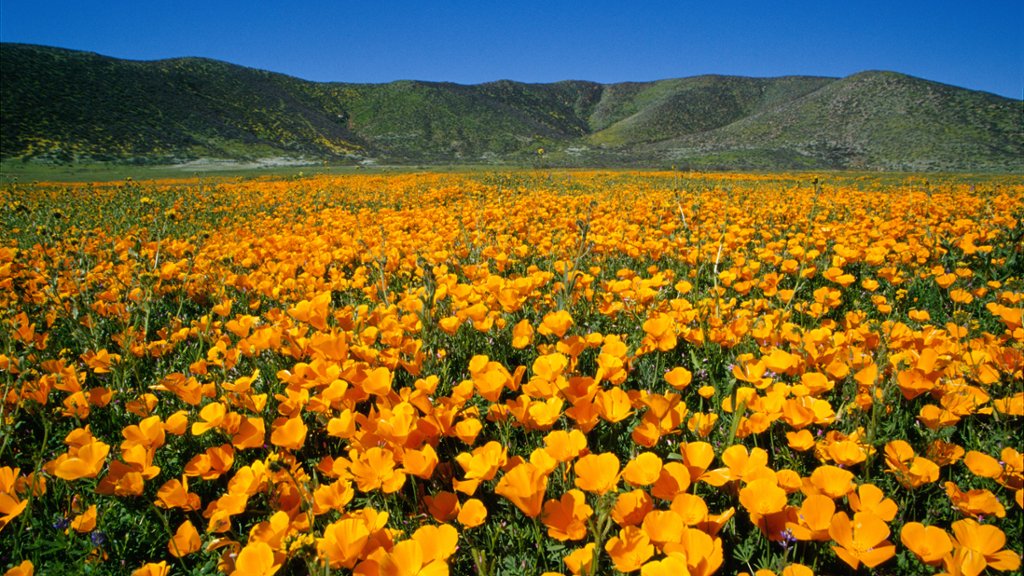 California Golden Poppies, CA - desktop wallpaper