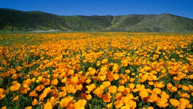California Golden Poppies, CA - desktop wallpaper