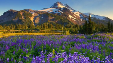 Spring Flowers, Jefferson Park, Oregon - desktop wallpaper