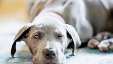 Sleepy Great Dane - desktop wallpaper